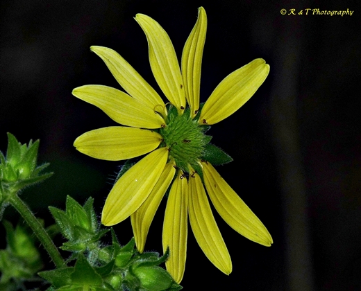{Silphium mohrii}